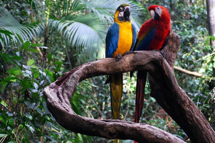 colorful parrots on a tree branch in the rainforest