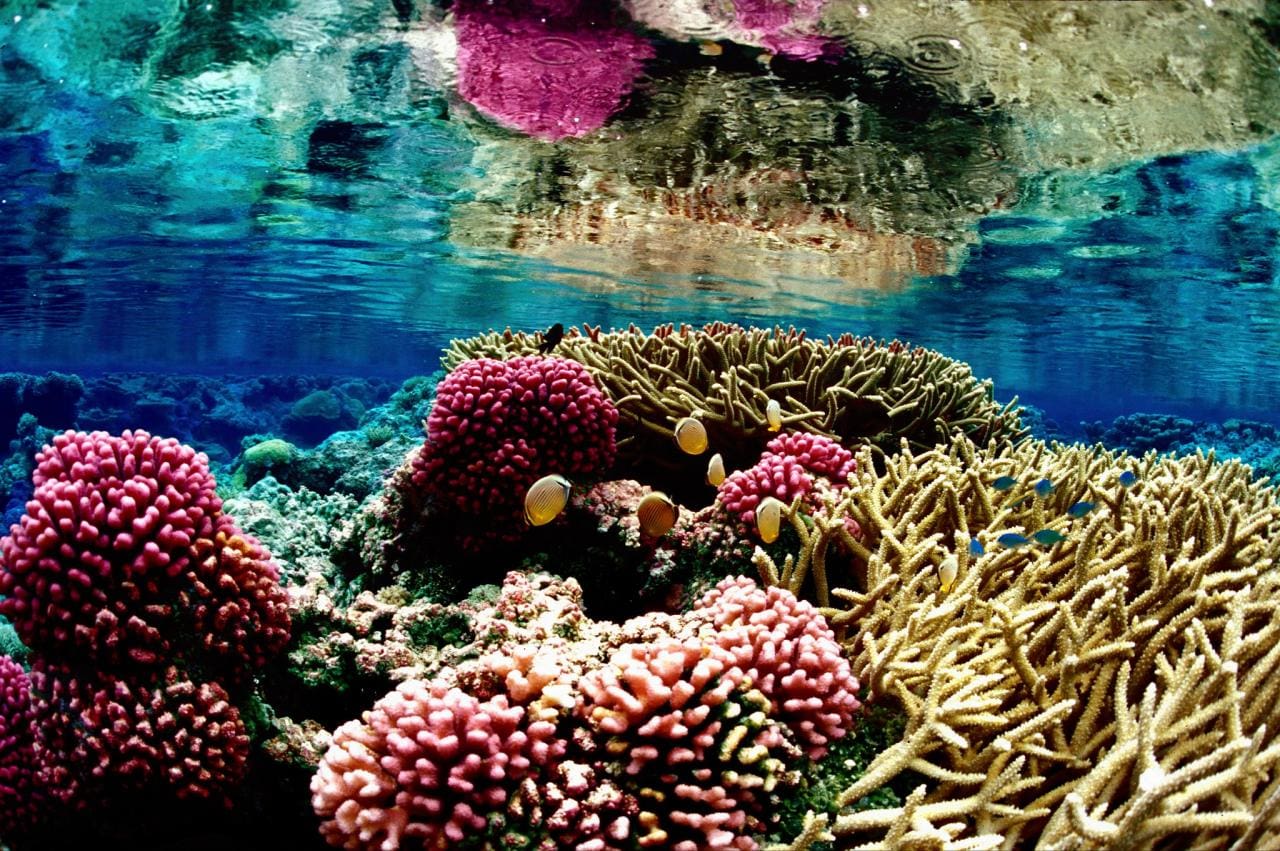 <p>Coral reef at Palmyra Atoll National Wildlife Refuge. Flickr/USFWS - Pacific Region</p>
